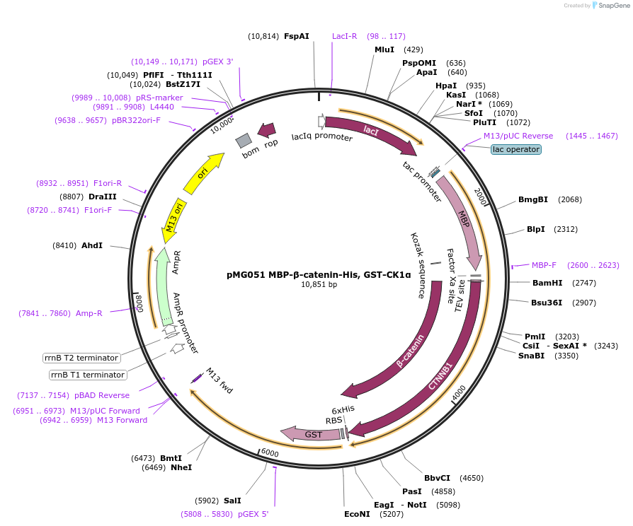 154072-plasmid-map-sequence-id-308806