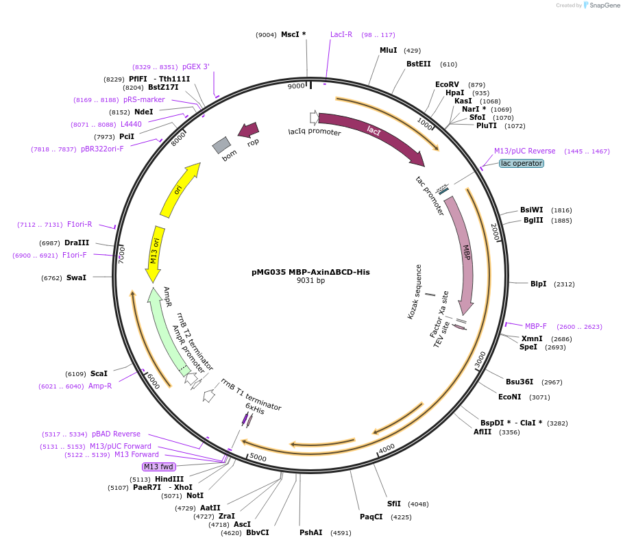 154053-plasmid-map-sequence-id-308809