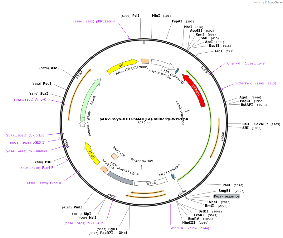 154867-plasmid-map-sequence-id-308812