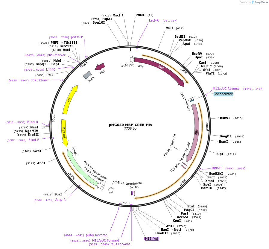 154076-plasmid-map-sequence-id-308814