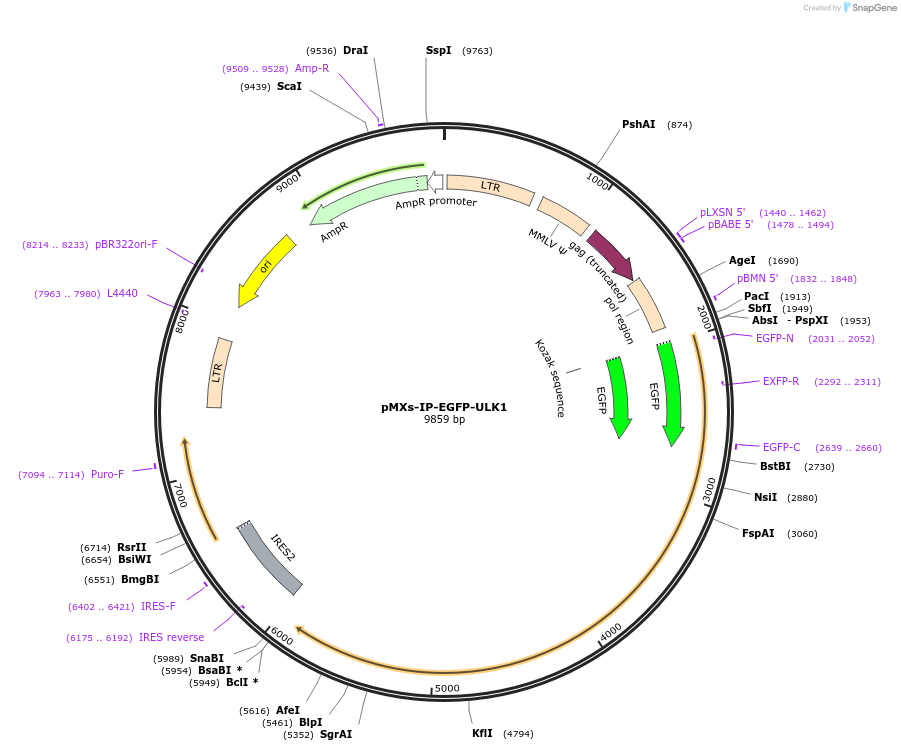 38193-plasmid-map-sequence-id-308816