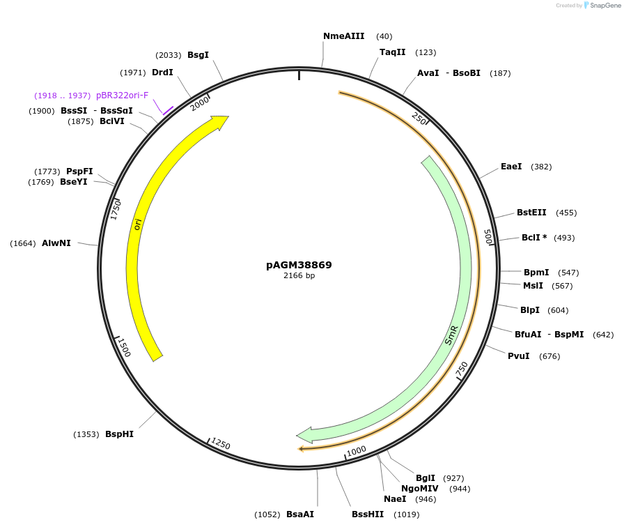 153220-plasmid-map-sequence-id-308817