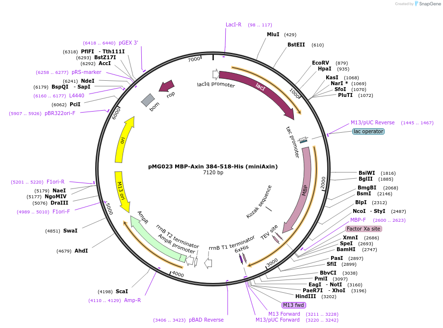 154012-plasmid-map-sequence-id-308818