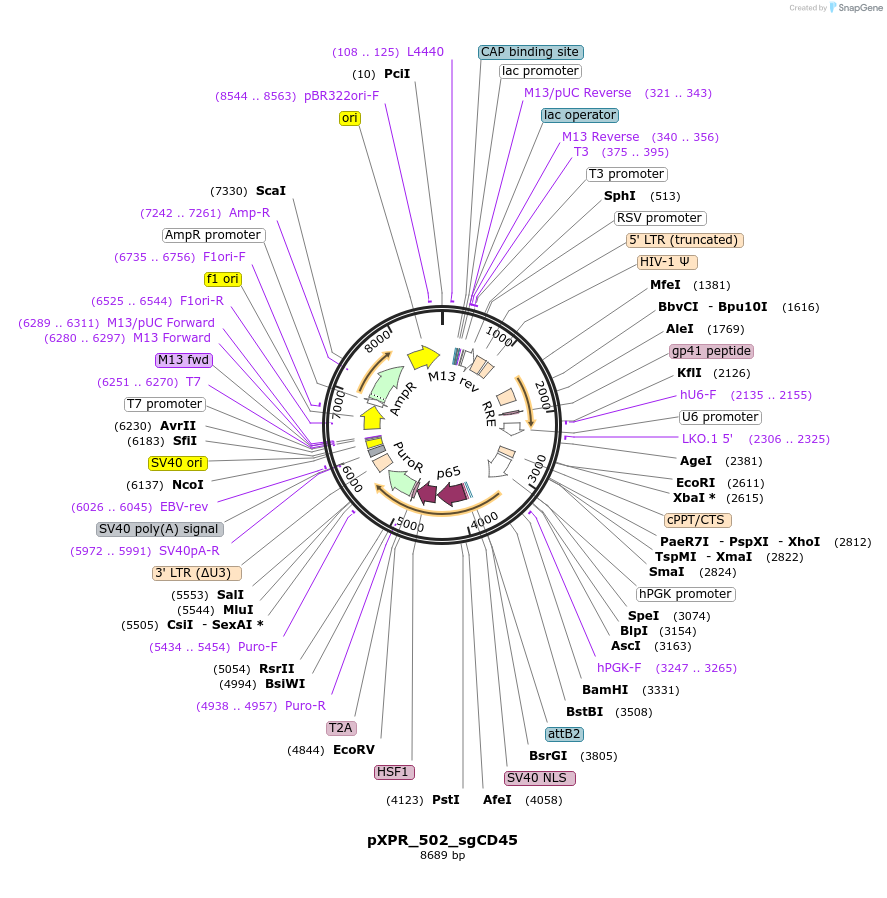 158705-plasmid-map-sequence-id-308819