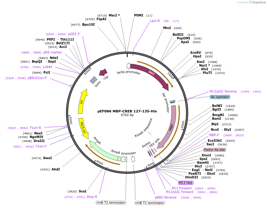 154075-plasmid-map-sequence-id-308823
