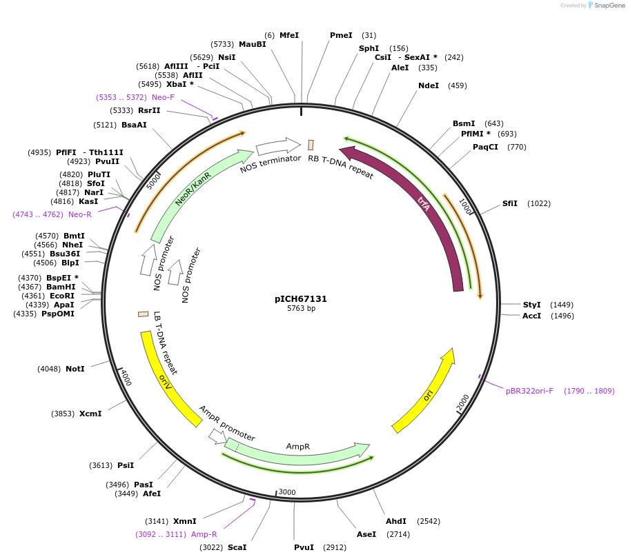 153223-plasmid-map-sequence-id-308825