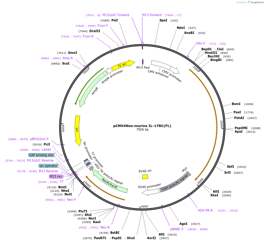 46864-plasmid-map-sequence-id-308826