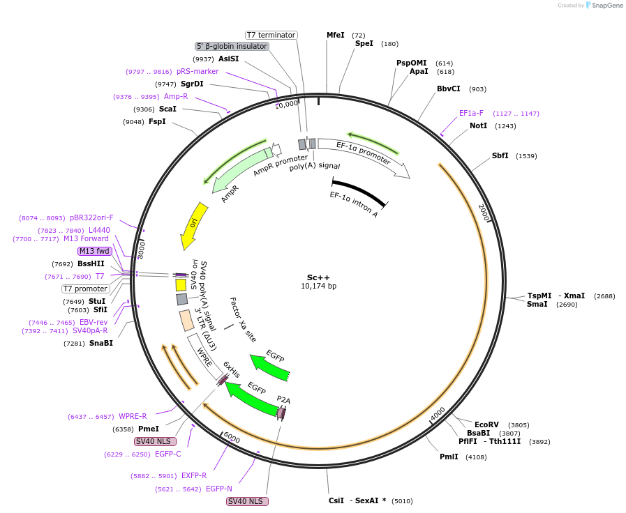 155011-plasmid-map-sequence-id-308829