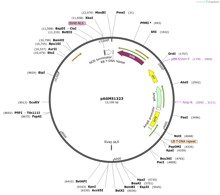153224-plasmid-map-sequence-id-308830