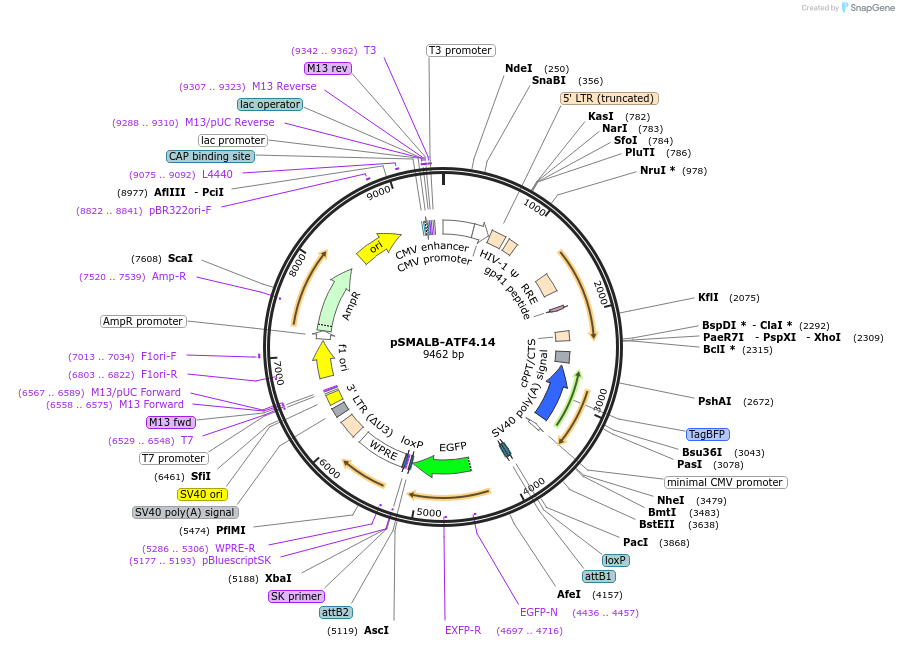 155034-plasmid-map-sequence-id-308831