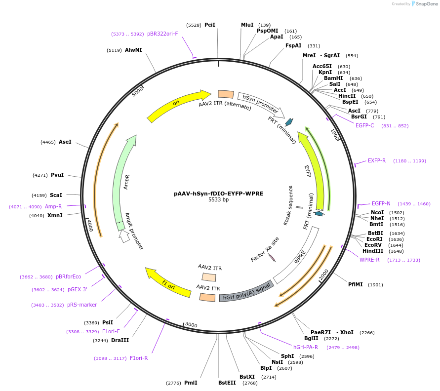 154870-plasmid-map-sequence-id-308832