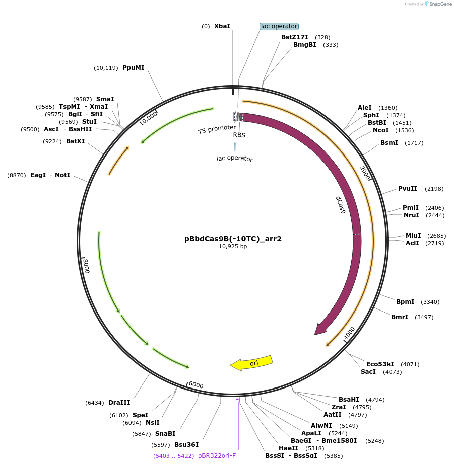 149586-plasmid-map-sequence-id-308843