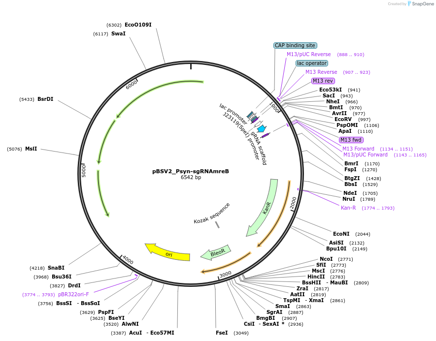 149634-plasmid-map-sequence-id-308844