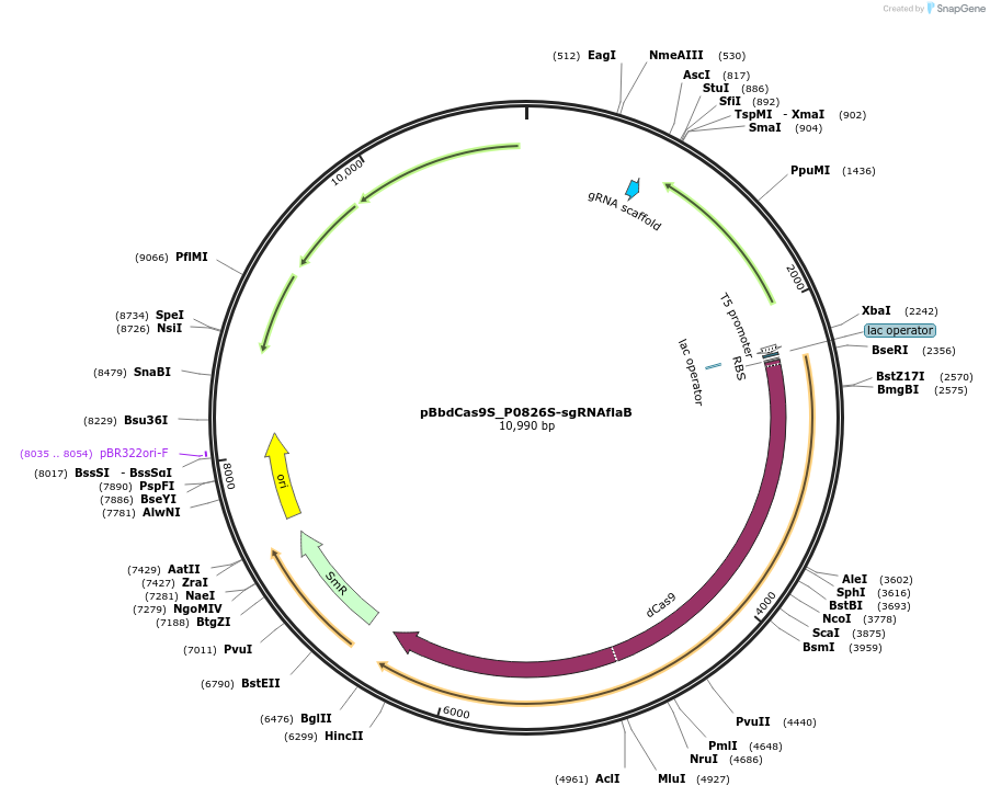 149647-plasmid-map-sequence-id-308846