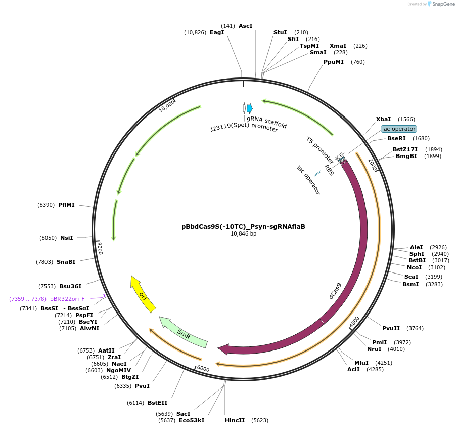 149589-plasmid-map-sequence-id-308848