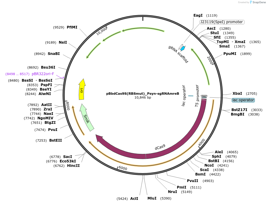 149594-plasmid-map-sequence-id-308849
