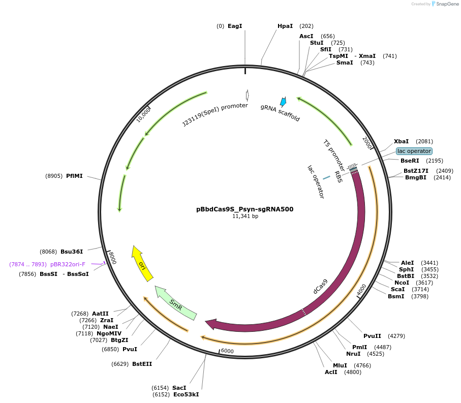 149640-plasmid-map-sequence-id-308850
