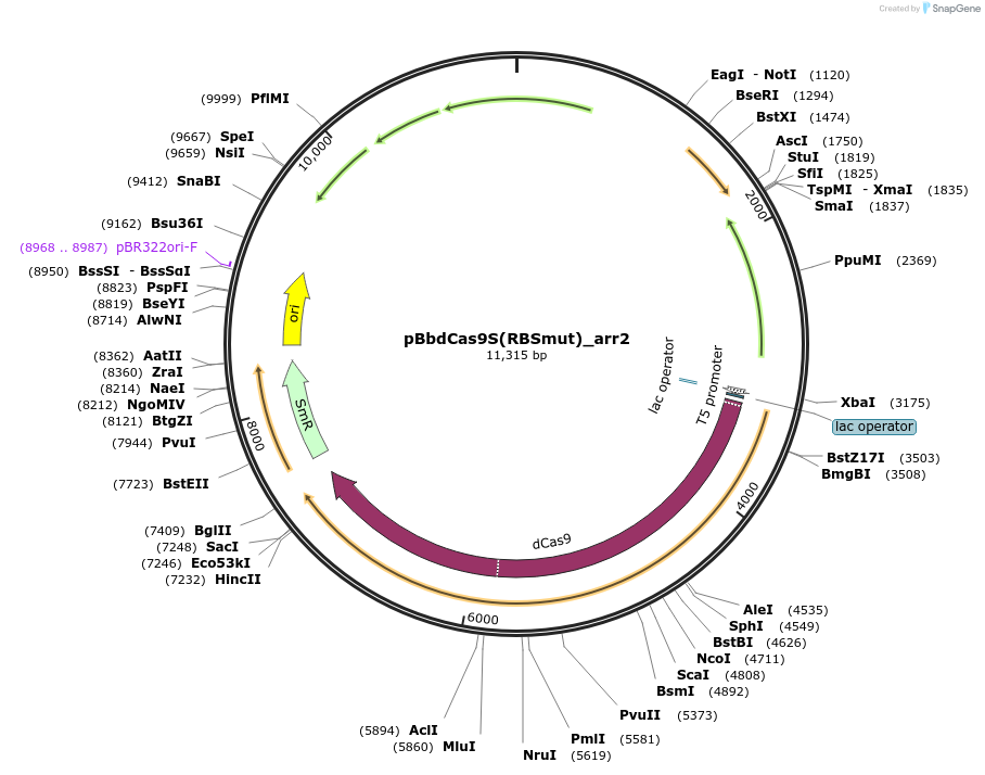 149575-plasmid-map-sequence-id-308853