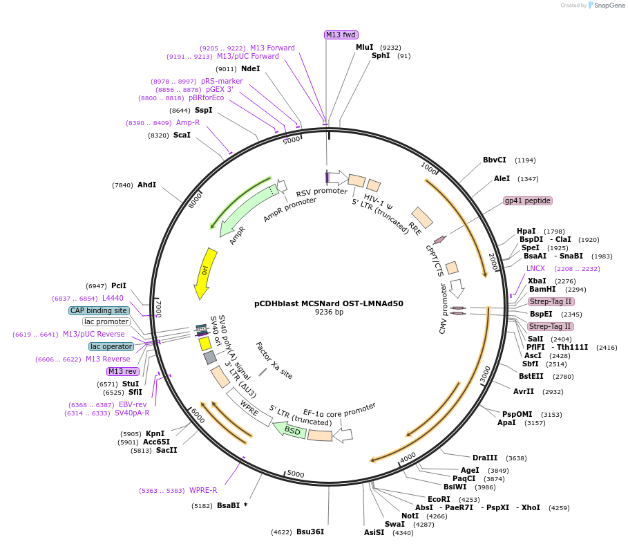 22662-plasmid-map-sequence-id-308856
