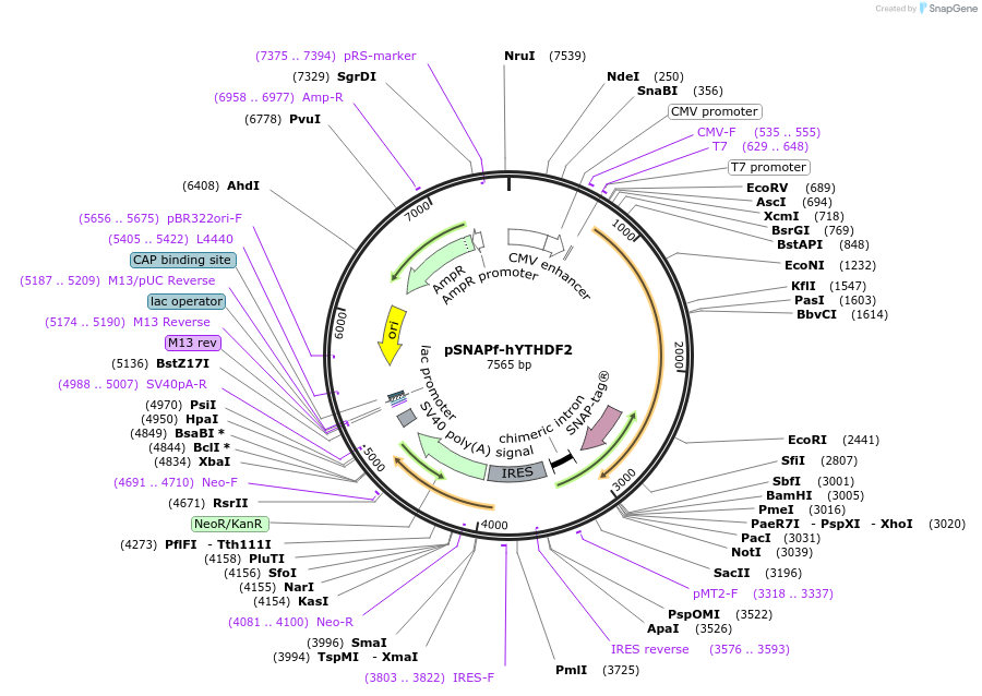 155347-plasmid-map-sequence-id-308858
