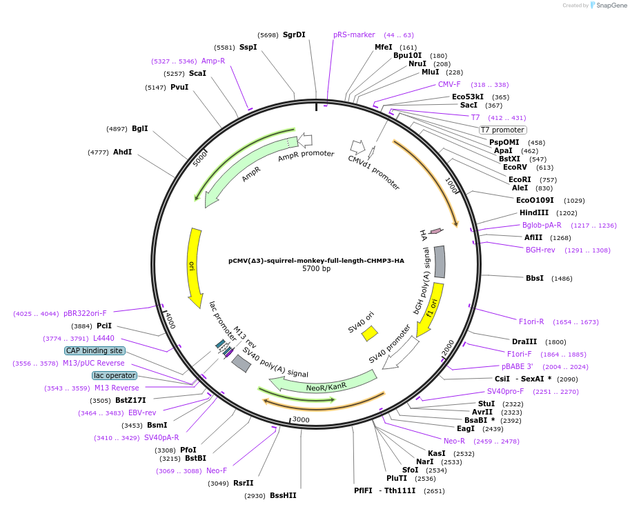 154169-plasmid-map-sequence-id-308873