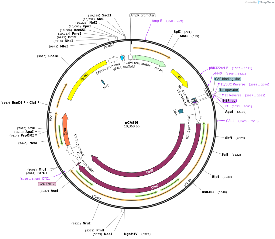 141249-plasmid-map-sequence-id-308874