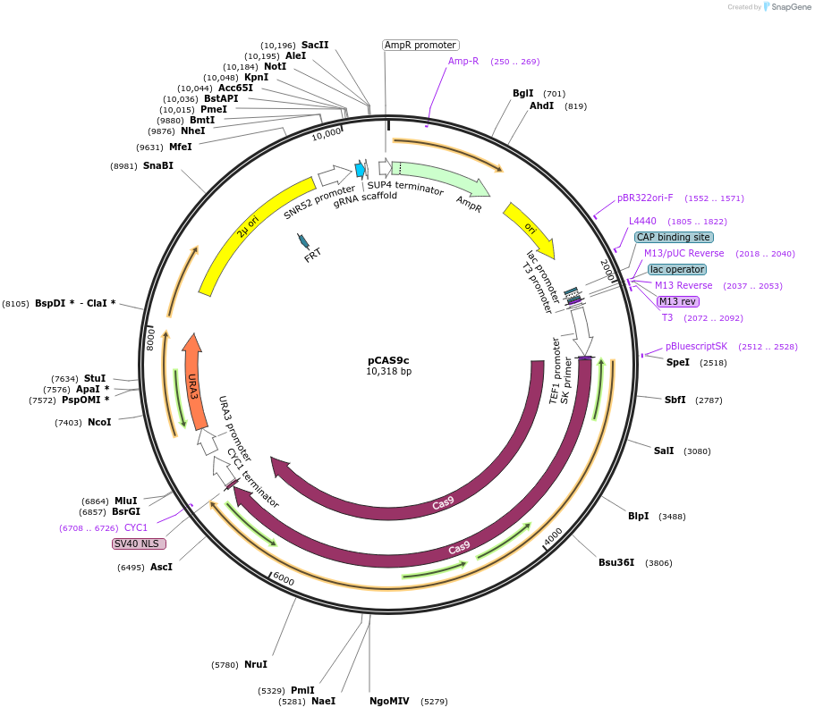 141250-plasmid-map-sequence-id-308875