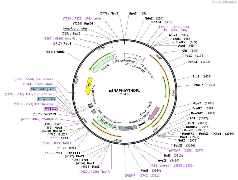 155346-plasmid-map-sequence-id-308876