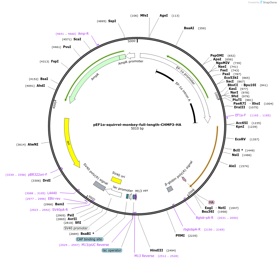 154172-plasmid-map-sequence-id-308880