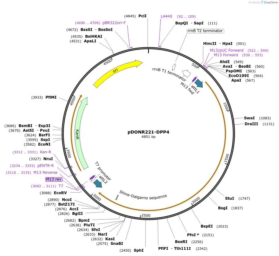 158439-plasmid-map-sequence-id-308883