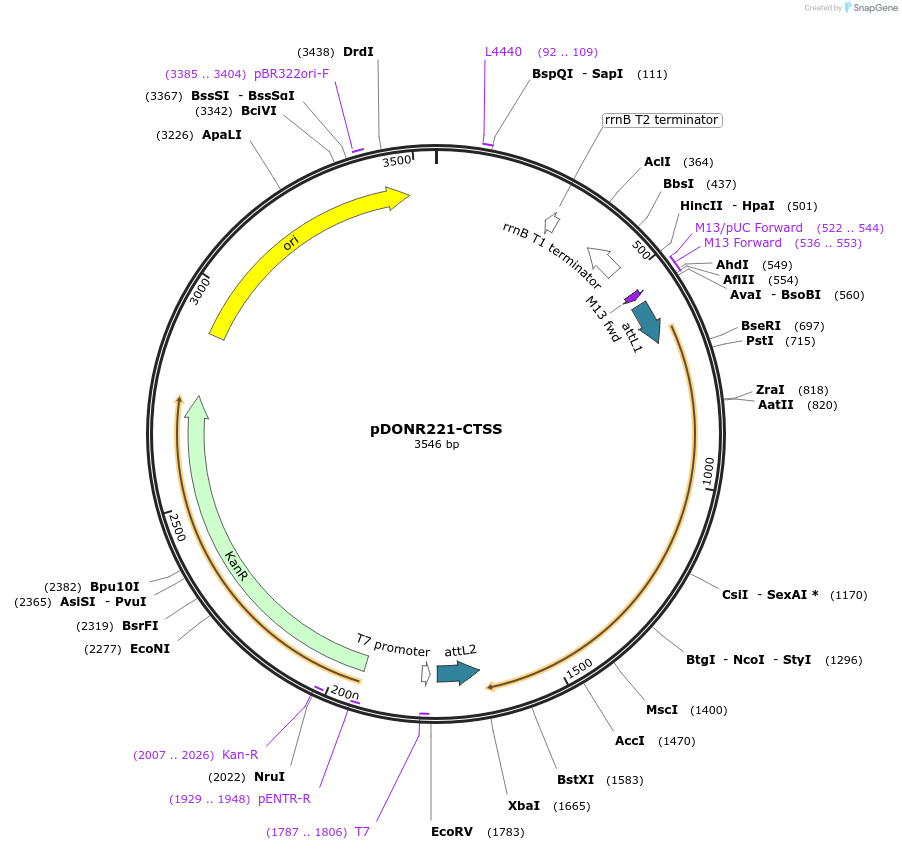 158445-plasmid-map-sequence-id-308884