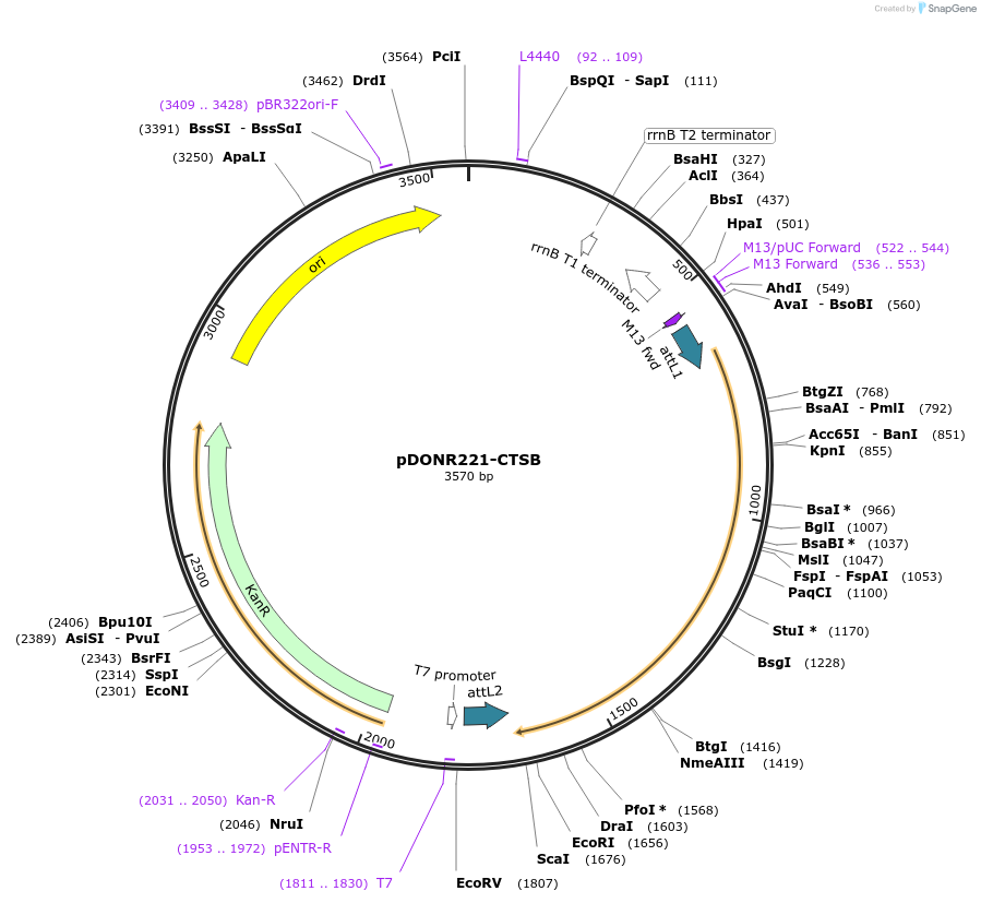 158443-plasmid-map-sequence-id-308885