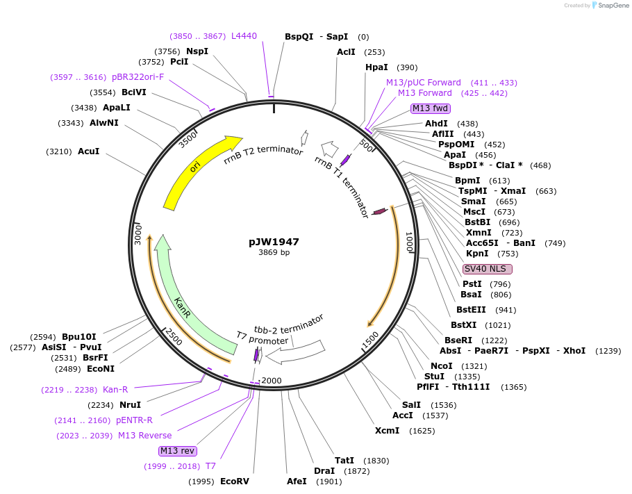 154339-plasmid-map-sequence-id-308886