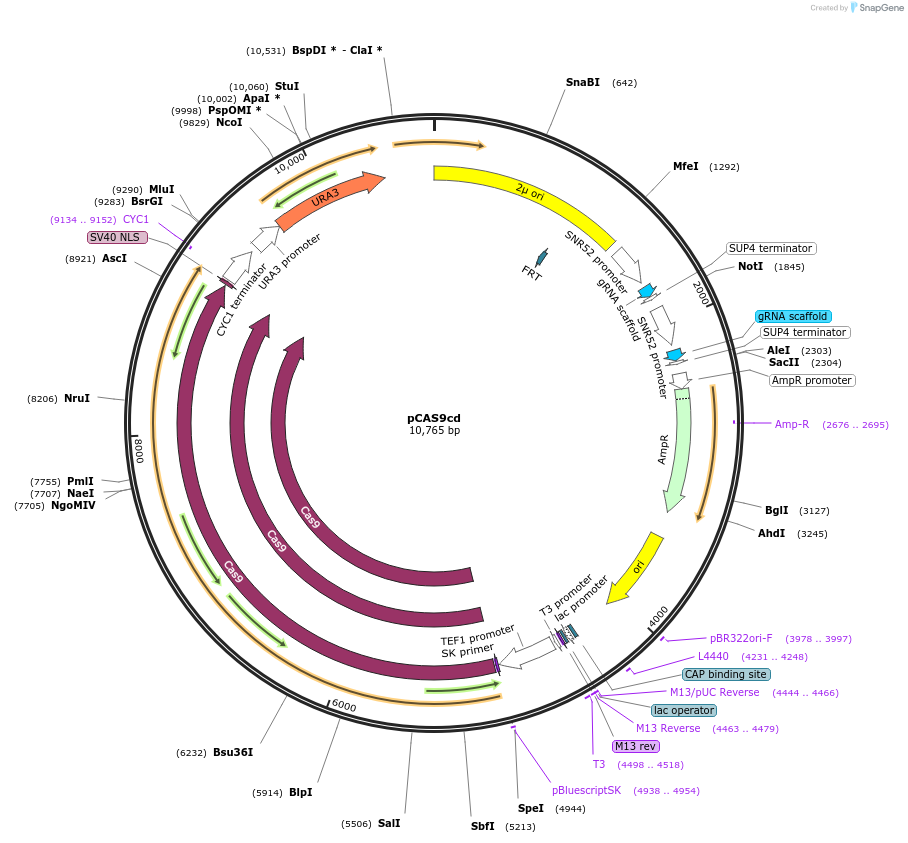 141252-plasmid-map-sequence-id-308887