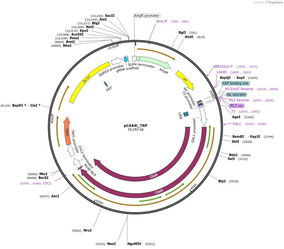 141253-plasmid-map-sequence-id-308890