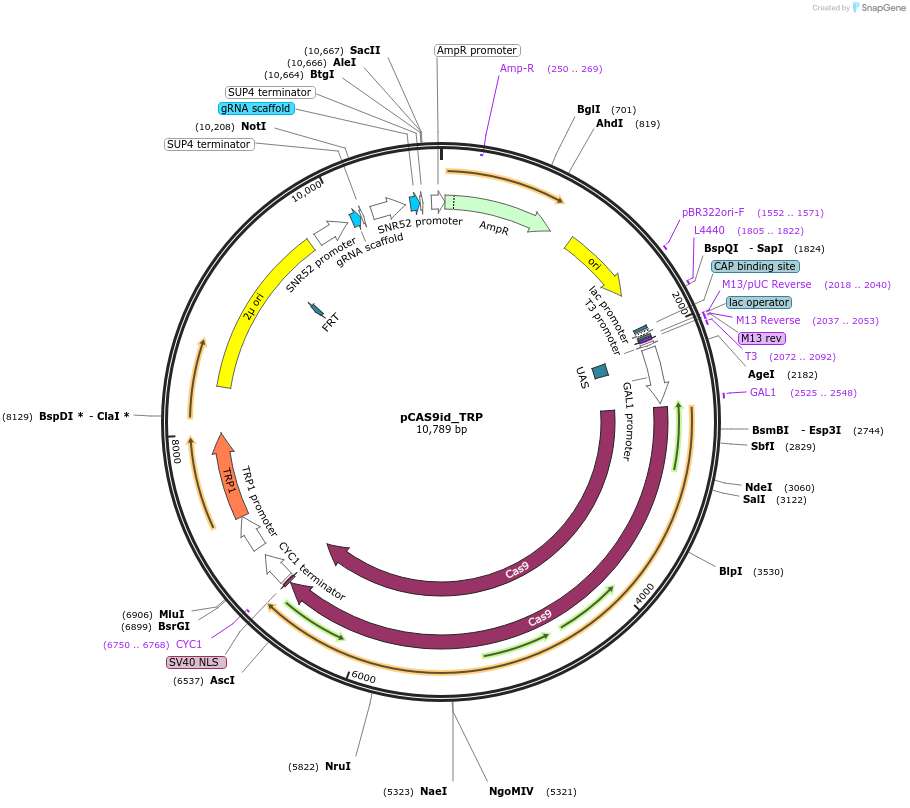 141254-plasmid-map-sequence-id-308894