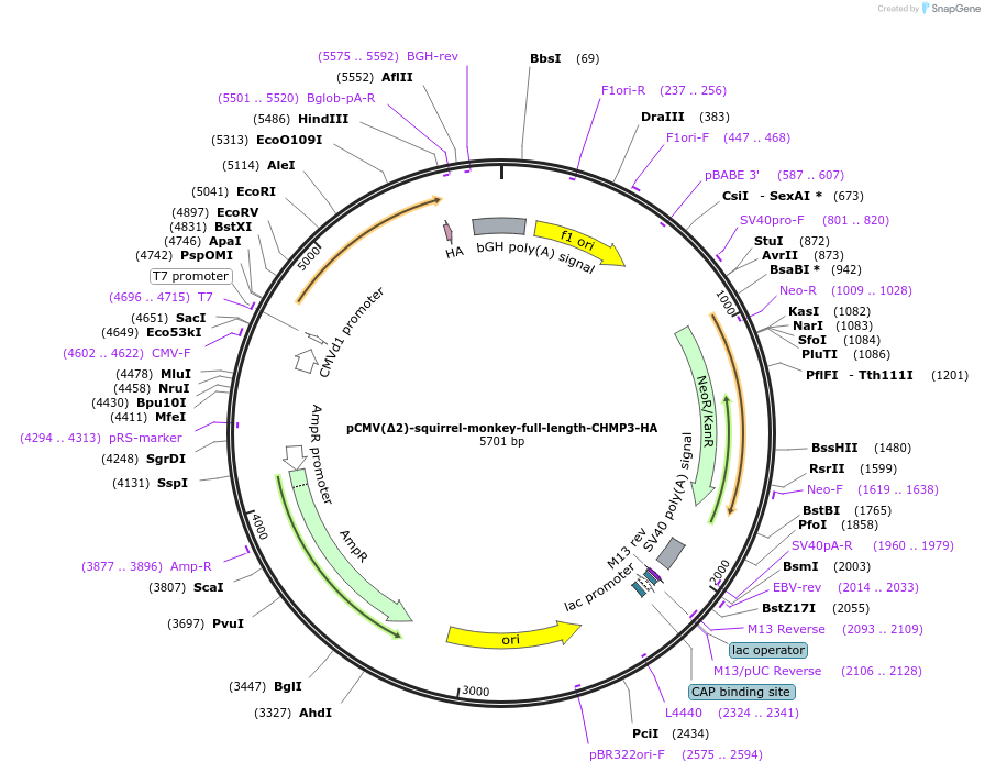 154170-plasmid-map-sequence-id-308909