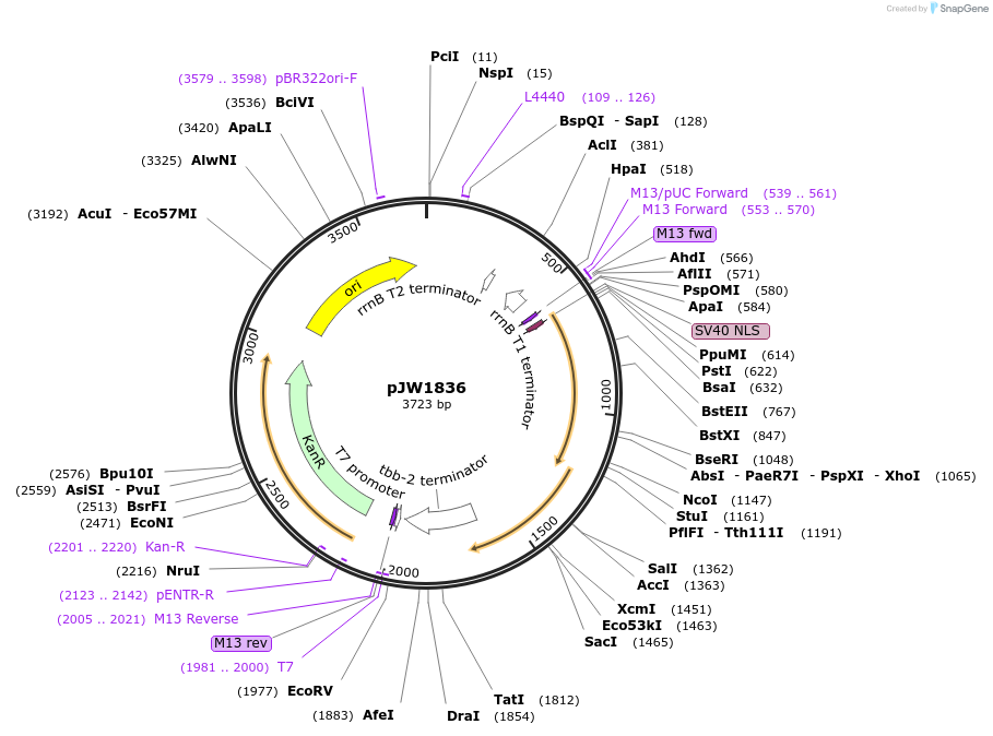 154337-plasmid-map-sequence-id-308926