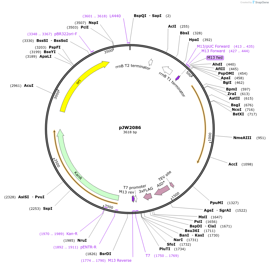154335-plasmid-map-sequence-id-308930