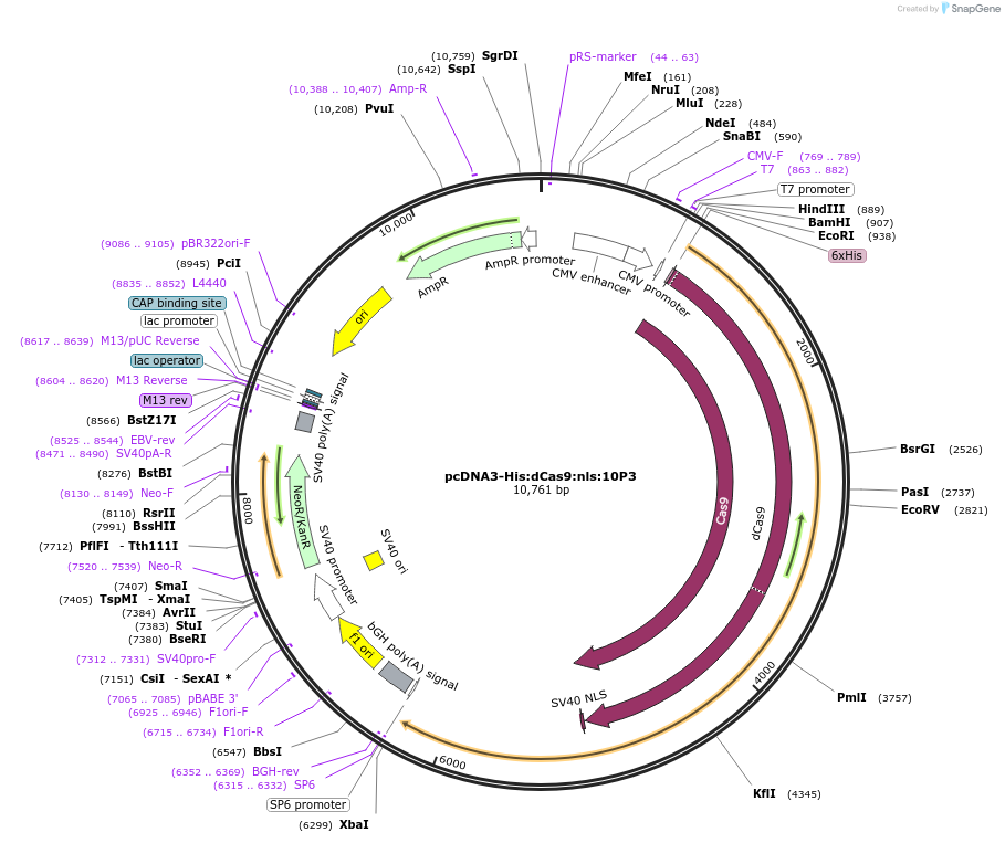 135982-plasmid-map-sequence-id-308932