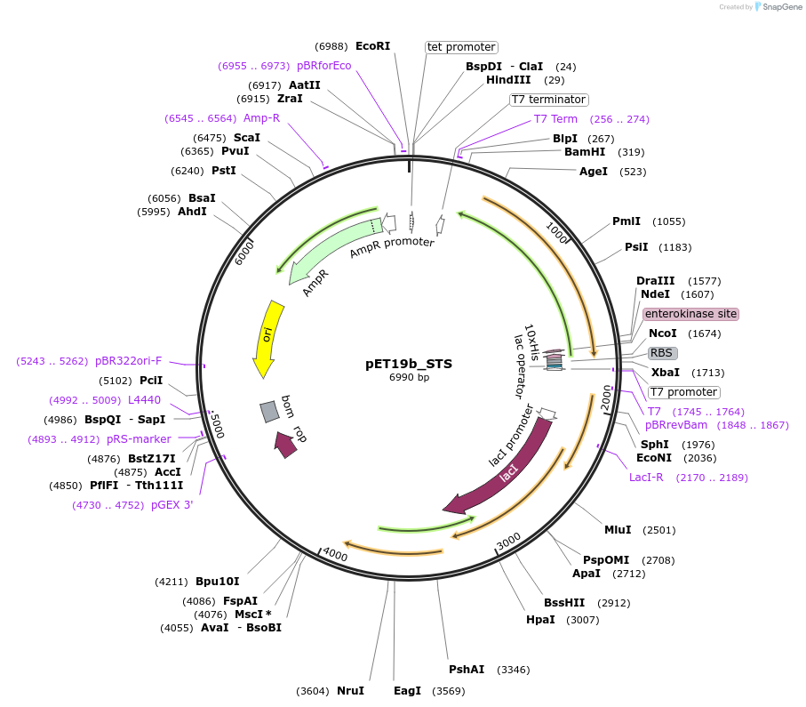 139799-plasmid-map-sequence-id-308955