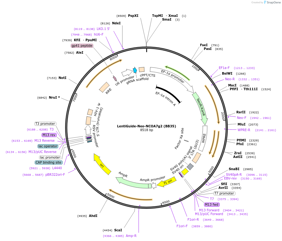 139453-plasmid-map-sequence-id-308966