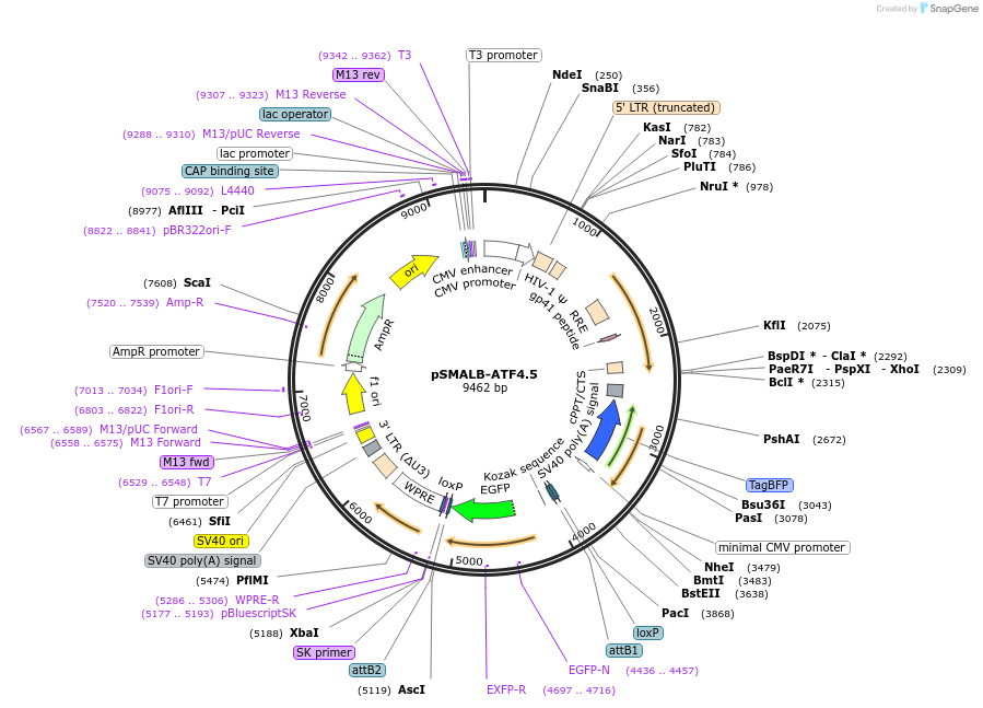 155032-plasmid-map-sequence-id-308970