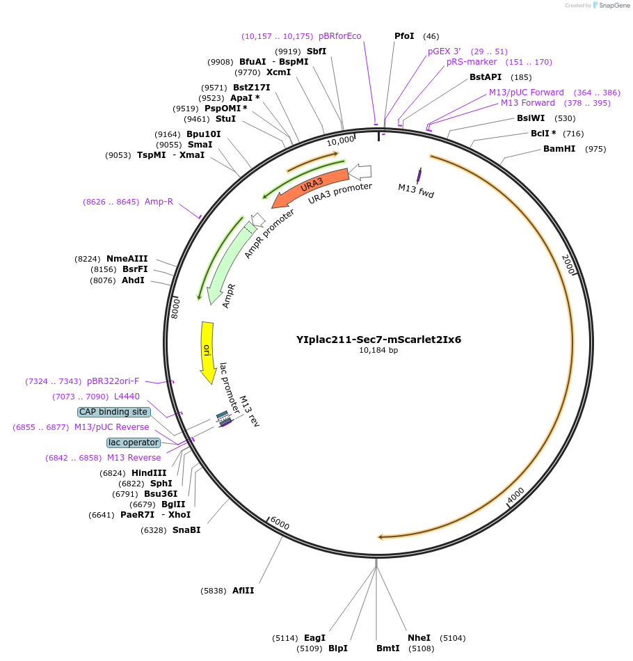 140151-plasmid-map-sequence-id-308971