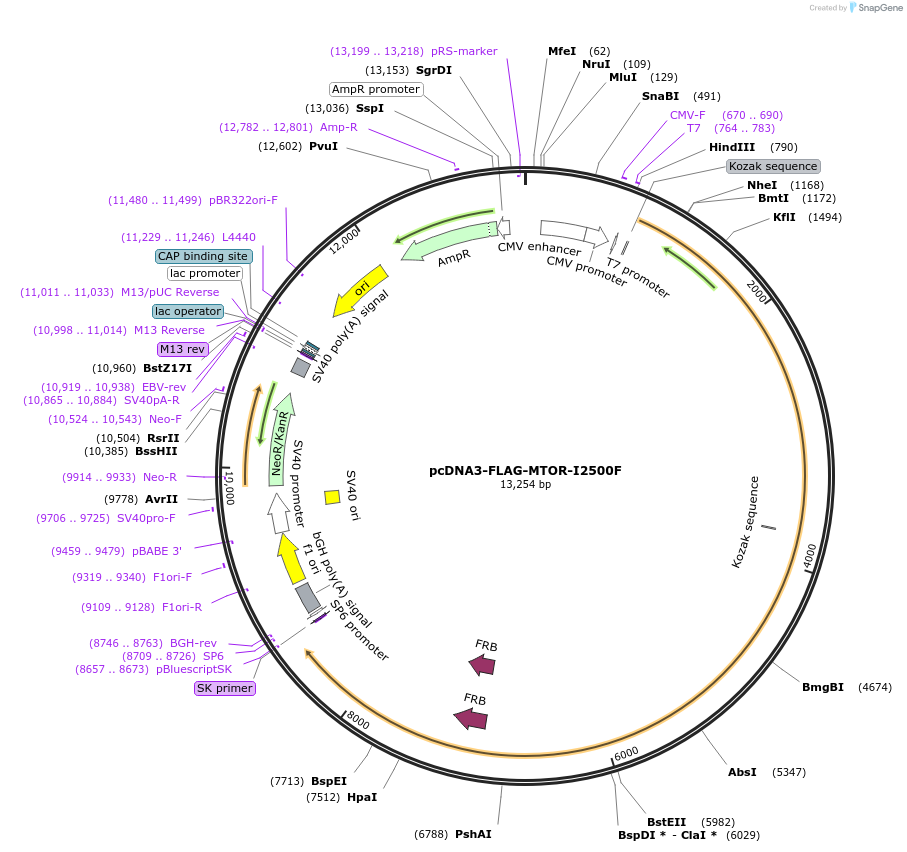 69014-plasmid-map-sequence-id-308973