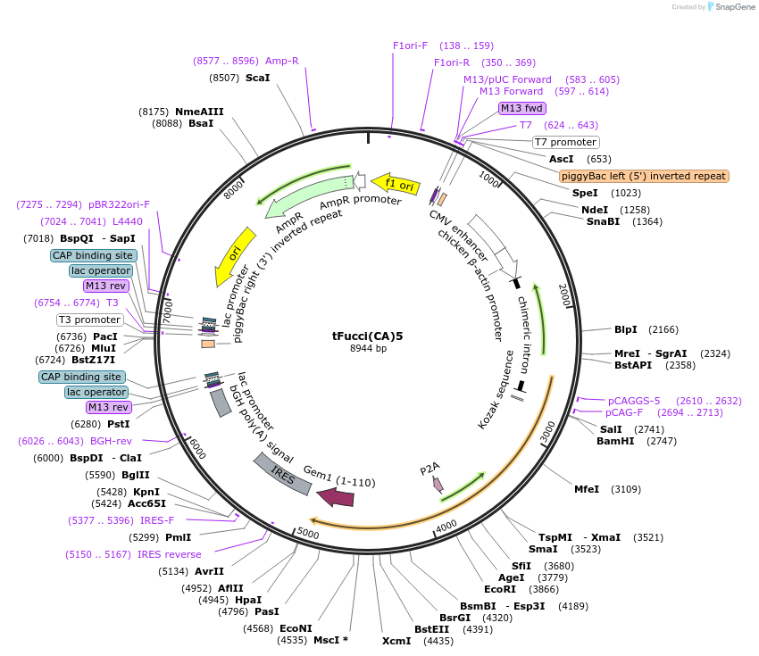 153521-plasmid-map-sequence-id-308996