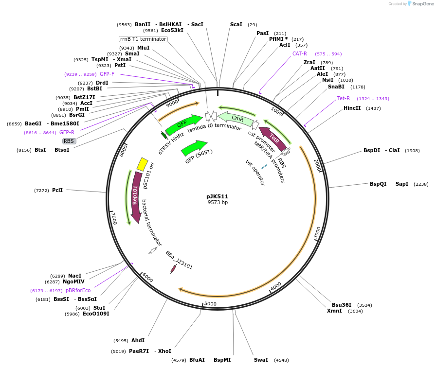155384-plasmid-map-sequence-id-309004