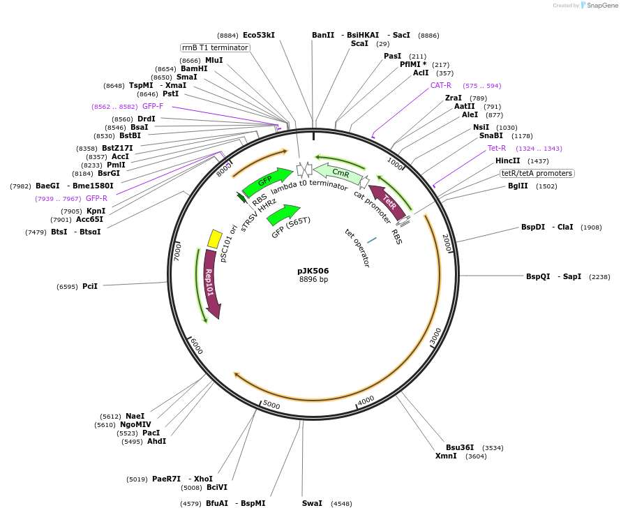 155382-plasmid-map-sequence-id-309005