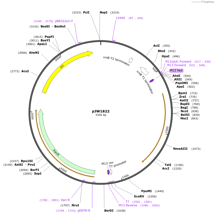 154322-plasmid-map-sequence-id-309010