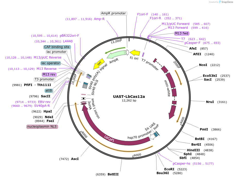 140621-plasmid-map-sequence-id-309014